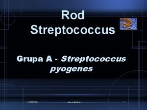Rod Streptococcus Grupa A Streptococcus pyogenes 11272020 alen