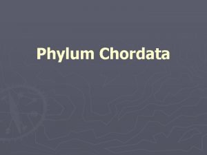Characteristics of phylum chordata