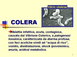 Vibrio cholerae COLERA Malattia infettiva acuta contagiosa causata