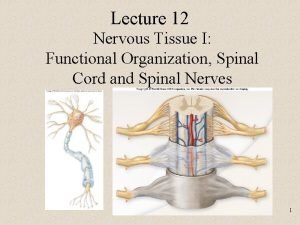 Functional nervous system