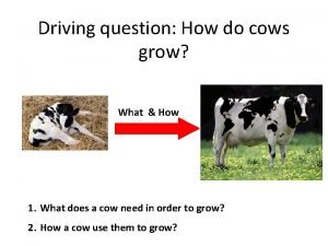 Driving question How do cows grow What How