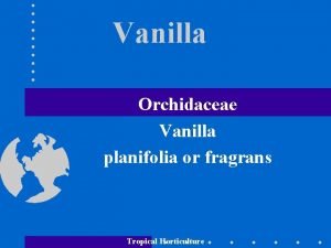 Vanilla Orchidaceae Vanilla planifolia or fragrans Tropical Horticulture