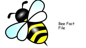 Bee fact file