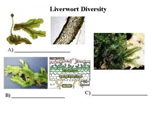 Liverwort Diversity A B C LEAFY LIVERWORTS Jungermanniales