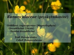 Ranunculaceae pryskynkovit Oddlen Angiospermae Magnoliophyta Dvoudlon Dicots Bazln