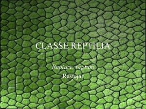 CLASSE REPTILIA Reptare reptum Rastejar Ordens Testudines Chelonia