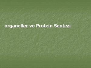 organeller ve Protein Sentezi Nkleus Hcrelerin blnme halinde