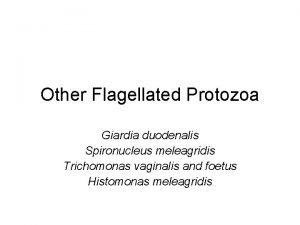 Other Flagellated Protozoa Giardia duodenalis Spironucleus meleagridis Trichomonas