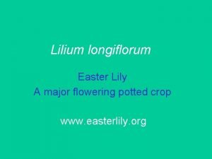 Lilium longiflorum Easter Lily A major flowering potted