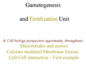 Sea urchin external fertilization