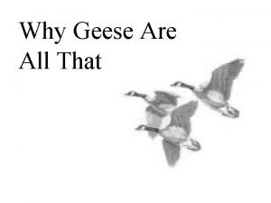 Why Geese Are All That Lessons from Geese