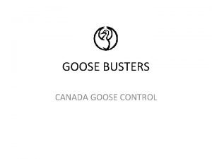 GOOSE BUSTERS CANADA GOOSE CONTROL GOOSE BUSTERS 1997