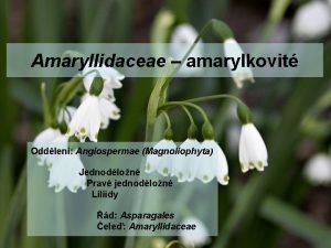 Amaryllidaceae amarylkovit Oddlen Angiospermae Magnoliophyta Jednodlon Prav jednodlon