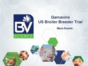 Gamaxine US Broiler Breeder Trial Maria Dashek Trial