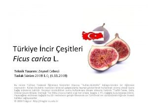 Trkiye ncir eitleri Ficus carica L Teknik Tasarm