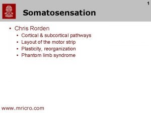 1 Somatosensation Chris Rorden Cortical subcortical pathways Layout