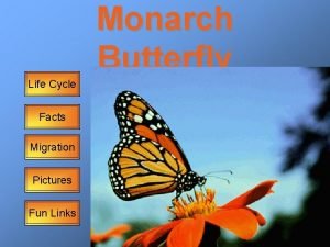 Monarch Butterfly Life Cycle Facts Migration Pictures Fun