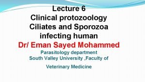 Lecture 6 Clinical protozoology Ciliates and Sporozoa infecting