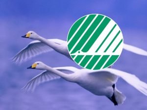 Nordic Ecolabelling Nordic Ecolabel the Swan Reliable environmental