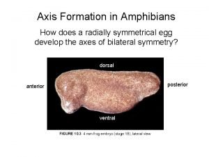 Axis Formation in Amphibians How does a radially