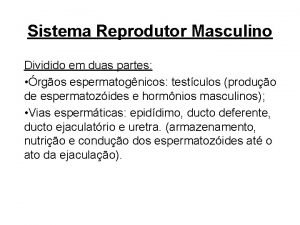 Sistema reprodutor masculino