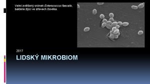 Velmi zvten snmek Enterococcus faecalis baktrie ijc ve