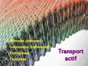 Endocytose transport actif
