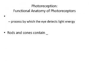 Photoreception Functional Anatomy of Photoreceptors process by which