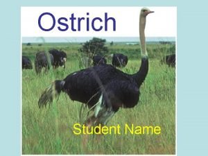 Common ostrich adaptations