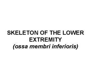 SKELETON OF THE LOWER EXTREMITY ossa membri inferioris