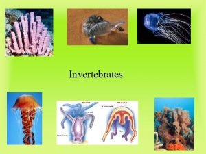Asymmetrical invertebrates