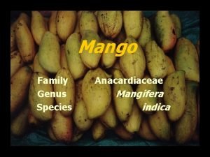 Mango Family Genus Species Anacardiaceae Mangifera indica Readings