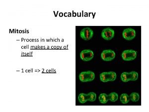 Vocabulary Mitosis Process in which a cell makes