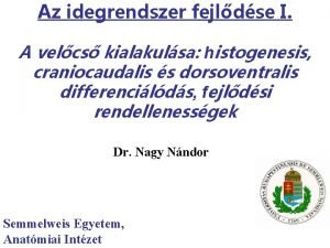 Az idegrendszer fejldse I A velcs kialakulsa histogenesis