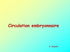 Circulation embryonnaire A Bouaziz La mise en place