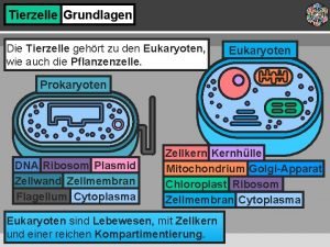 Tierzelle Grundlagen Die Tierzelle gehrt zu den Eukaryoten