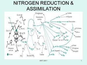 NITROGEN REDUCTION ASSIMILATION KRT2011 1 Asimilasi Reduksi Nitrogen
