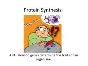 Protein Synthesis APK How do genes determine the