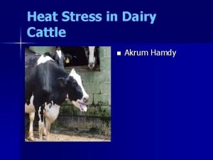 Heat Stress in Dairy Cattle n Akrum Hamdy