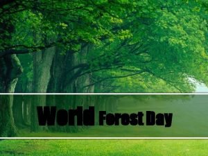 World Forest Day WhatIS World Forest Day n