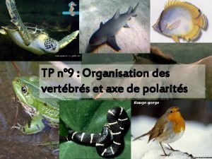 TP n 9 Organisation des vertbrs et axe