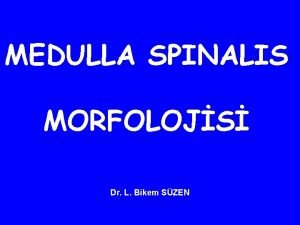 Sulcus anterolateralis medulla spinalis
