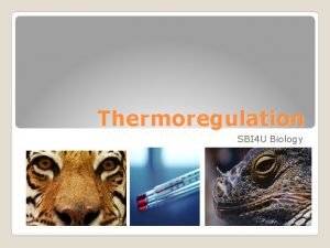 Thermoregulation SBI 4 U Biology Homeothermy Same Temperature