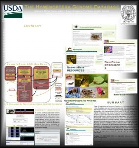 T HE HYMENOPTERA GENOME DATABASE Mnica C MuozTorres