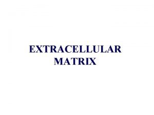 EXTRACELLULAR MATRIX Extracellular matrix ECM cells mesenchymal origin