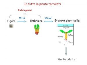 In tutte le piante terrestri Embriogenesi Zigote Mitosi