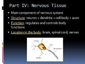 Part IV Nervous Tissue Main component of nervous