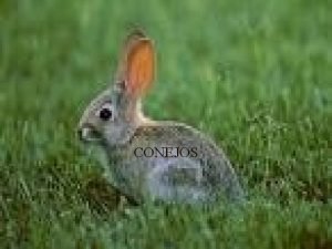 CONEJOS Taxonoma n ORDEN Lagomorfos n FAMILIA Ocotnidos