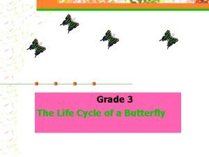 Life cycle of a butterfly grade 3