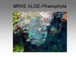 MRKE ALGEPhaeophyta Osobine razdela Mrke alge obuhvataju viecelijske